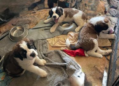 SAINT BERNARD PUPPIES