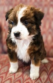 CHOCOLATE AUSSIE/ RED HEELER PUPPIES