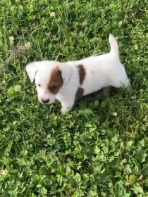 JACK RUSSELL PUPPIES