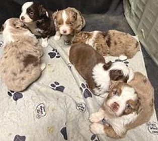 AKC REG. MINIATURE AMERICAN SHEPHERD PUPPIES