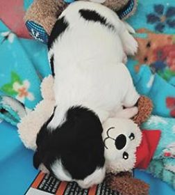 YORKIE/ POMCHI CROSS