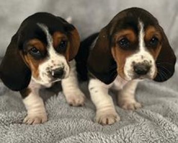BASSET PUPPIES