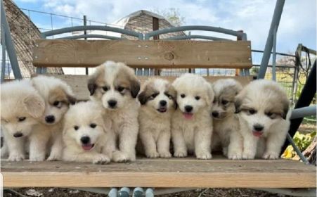 GREAT PYRENEES PUPPIES!