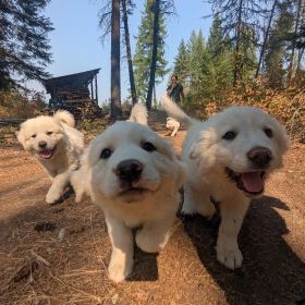LIVESTOCK GUARDIAN PUPPIES