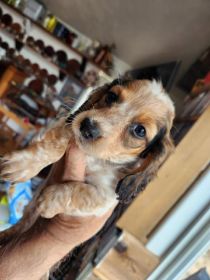 PUREBRED MINIATURE DACHSHUND MALE PUPPY