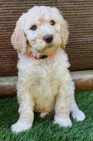 ADORABLE F1B GOLDENDOODLES