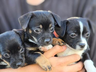 SWEET CHIHUAHUA MIX