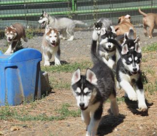10 HUSKY PUPPIES