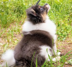 BEAUTIFUL CKC REGISTERED POMERANIAN PUPPIES!
