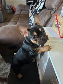 ONE FRENCHIE