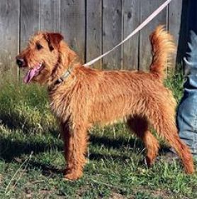 AKC IRISH TERRIER PUPPIES