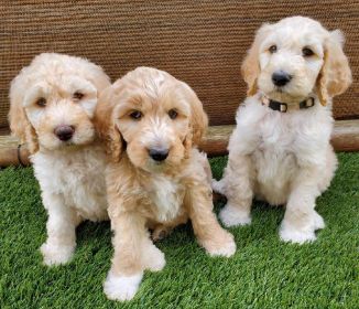 ADORABLE F1B GOLDENDOODLES