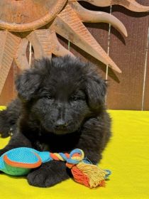 WESTERN EUROPEAN GERMAN SHEPHERD PUPPIES