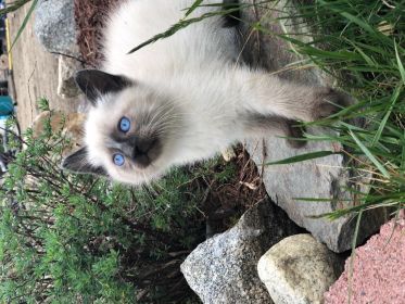 RAGDOLL SIAMESE KITTENS