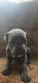AKC CANE CORSO PUPPIES