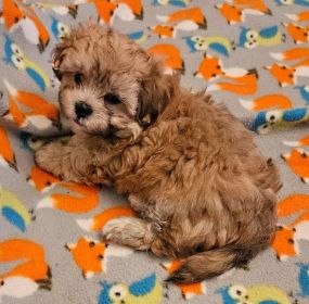 SHICHON PUPPIES