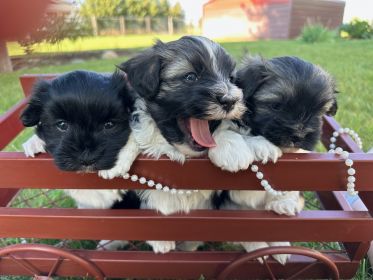 HAVANESE PUREBRED