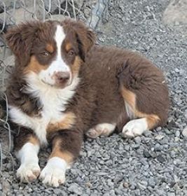 AKC REG. MINIATURE AMERICAN SHEPHERD PUPPIES