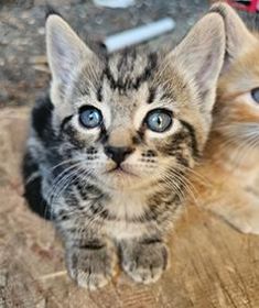 8 WEEK OLD KITTENS
