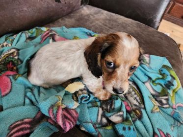 PUREBRED MINIATURE DACHSHUND MALE PUPPY