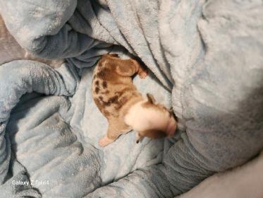 AKC ENGLISH BULLDOG PUPPIES
