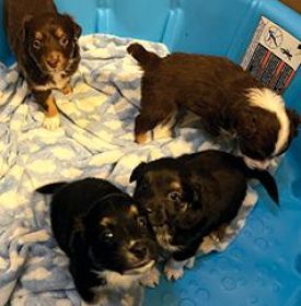 BEAUTIFUL MINIATURE AUSTRALIAN SHEPHERD PUPPIES