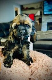 ADORABLE, PLAYFUL & LOVING COCKER SPANIEL PUPPIES