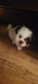 MALSHIPOO PUPPIES 