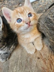 8 WEEK OLD KITTENS