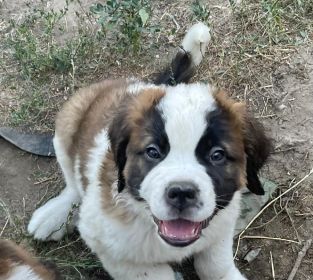 SAINT BERNARD PUPPIES