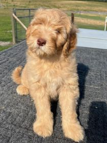 DOODLE PUPPIES