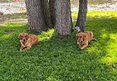 PUREBRED GOLDEN RETRIEVER PUPPIES