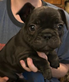 AKC FRENCH BULLDOGS