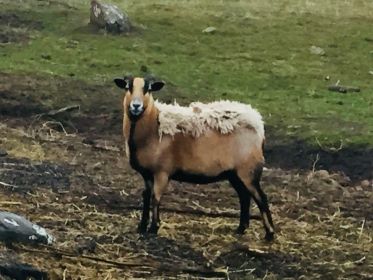 AMERICAN BARBADOS BLACK BELLY SHEEP
