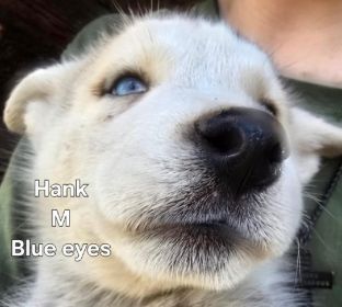 PUREBRED HUSKY PUPPIES 9 WEEKS OLD.