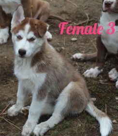 FOUR BEAUTIFUL SIBERIAN HUSKY PUPPIES AVAILABLE