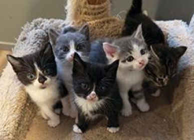 RAGDOLL KITTENS
