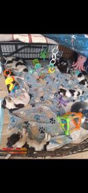 ENGLISH SPRINGER SPANIEL PUPPIES