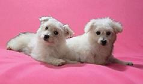 TOY POMPOOS AVALIABLE