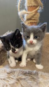 RAGDOLL KITTENS