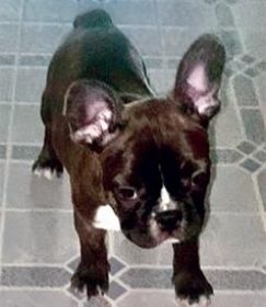 FRENCHTONS: 3/4 FRENCH BULLDOG, 1/4 BOSTON TERRIER