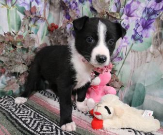 HOME RAISED PUREBRED BORDER COLLIE PUPPIES