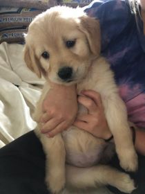 AKC GOLDEN RETRIEVERS