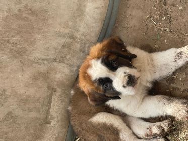 SAINT BERNARD PUPPIES
