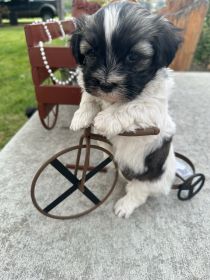 HAVANESE PUREBRED