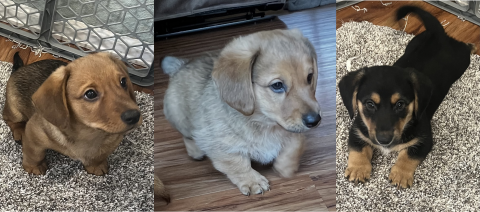ADORABLE NINE WEEK “DORGI” PUPPIES!