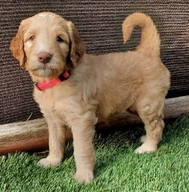ADORABLE GOLDENDOODLE PUPPIES