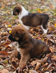 AKC CHOCOLATE AUSSIE SIRE