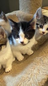 RAG DOLL MIX WITH DOMESTIC SHORTHAIR
