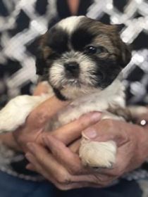 SHIH TZU PUPPIES BORN SEPTEMBER 21